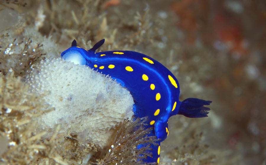 Hypselodoris californiensis